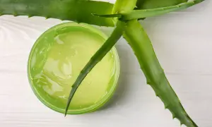 Czy aloes jest dobry na oparzenia? Zielony żel aloesowy w słoiczku i świeże liście aloesu na białym tle.