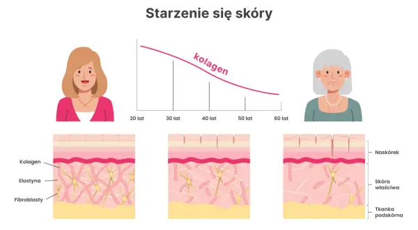 Wykres pokazuje, jak spada poziom kolagenu w skórze z wiekiem. Ilustracja pokazuje zmiany w strukturze skóry, gdzie kolagen odgrywa kluczową rolę.