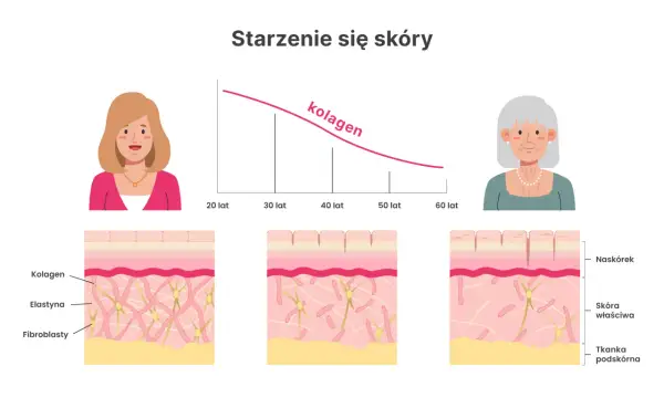 Wykres pokazuje, jak spada poziom kolagenu w skórze z wiekiem. Ilustracja pokazuje zmiany w strukturze skóry, gdzie kolagen odgrywa kluczową rolę.